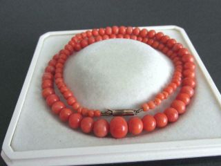 Antique Victorian Natural Red Coral Beads Necklace 16 1/2 " Long 9 Ct Gold Clasp