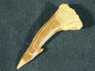A Big Natural 120 Million Year Old Dinosaur Era Sawfish Tooth Fossil 11.  34gr E