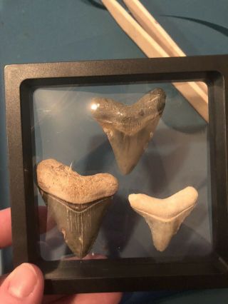 3 Bone Valley Megalodon Teeth Fossil