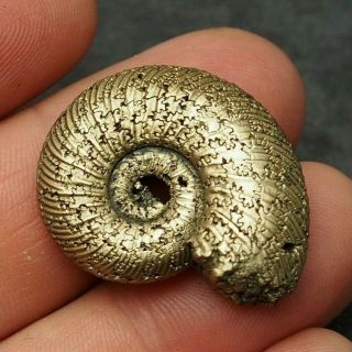 31mm Quenstedtoceras Pyrite Ammonite Fossils Fossilien Russia Pendant
