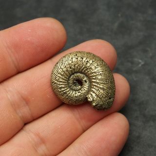 31mm Quenstedtoceras Pyrite Ammonite Fossils Fossilien Russia pendant 2