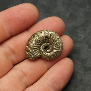 31mm Quenstedtoceras Pyrite Ammonite Fossils Fossilien Russia pendant 3
