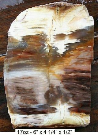 Idaho - Rare Carey Plank Cut Agatized Petrified Wood Slab - Stellar Colors