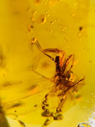 Neuroptera Mantispidae Mantidfly Burmite Myanmar Amber Insect Fossil Dinosaur Ag