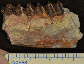 Mesohippus Jaw Section,  Three Toed Horse Fossil,  Oligocene,  South Dakota,  H504