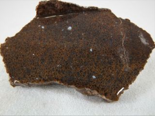 Dig - N - Utah: Slab Dinosaur Bone Dino Gem Fossil Rough I 595