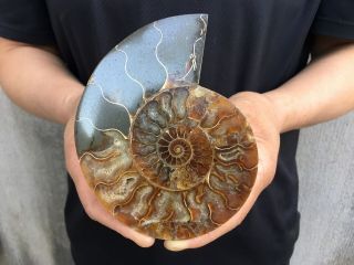 0.  47lb Natural Ammonite Disc Fossil Conch Specimen Healing Madagascar 5.  1 " Tqs22