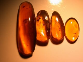 Group Of Burmite Amber Fossils With Variety Of Insects,  Plants From Dinosaur Age