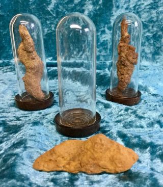 F14a Coprolite Fossilized Dinosaur Poop Specimen Fossil Glass Dome Display
