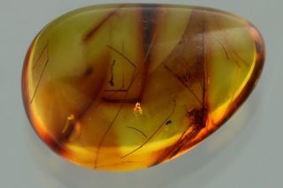CRANE FLY Limoniidae Fossil Inclusion BALTIC AMBER 190911 - 71,  IMG 2