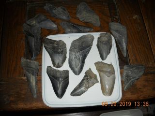 Megalodon - Pliocene Shark Teeth From The Wando And Cooper Rivers In Sc