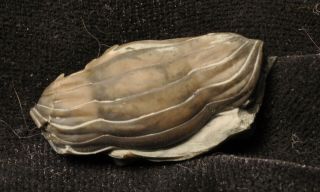 Fossil trilobite - Isotelus maximus from Ohio 3