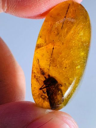 3.  27g Big Unknown Bug Burmite Myanmar Burmese Amber Insect Fossil Dinosaur Age