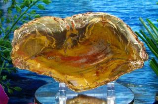 Petrified Wood Complete Round Slab W/bark Gorgeous Flaming Yellow Green 5 - 1/2 "