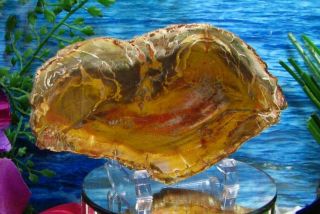 Petrified Wood COMPLETE ROUND Slab w/Bark GORGEOUS FLAMING YELLOW GREEN 5 - 1/2 