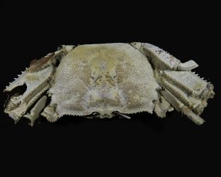 94 Mm Male Fossil Crab,  “macrompthalus Latrielli” From Queensland