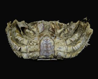 94 mm MALE FOSSIL CRAB,  “macrompthalus latrielli” FROM QUEENSLAND 2
