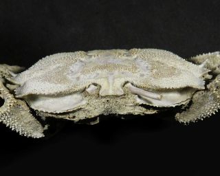 94 mm MALE FOSSIL CRAB,  “macrompthalus latrielli” FROM QUEENSLAND 3