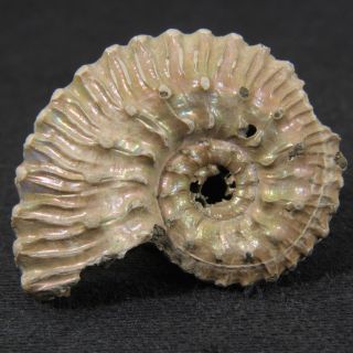 1.  1in/2.  8cm Nacre Pyrite Ammonite Kosmoceras Jurassic Callovian Russian Fossil