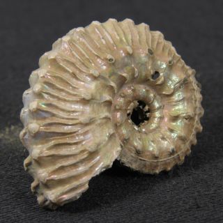 1.  1in/2.  8cm nacre pyrite Ammonite Kosmoceras Jurassic Callovian Russian fossil 2