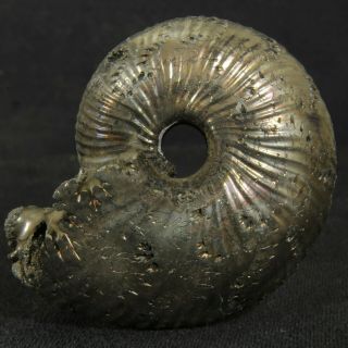 2in/5cm Wow Size Incredible Shine Pyrite Ammonite Funiferites Jurassic Russian