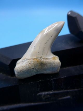 Striking Bakersfield Fossil Isurus Planus Mako Shark Tooth.  Megalodon Shark Era