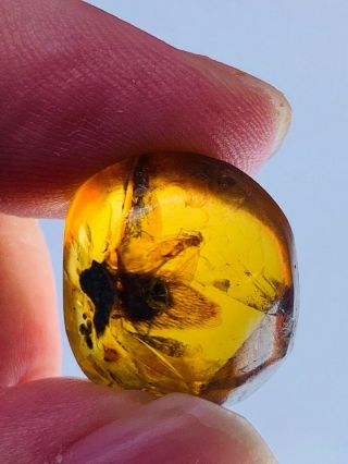 1.  92g Moth&roach&fly Burmite Myanmar Burmese Amber Insect Fossil Dinosaur Age