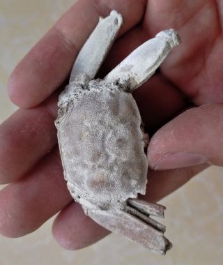 Rare Preciou Crab Fossil Specimen Madagascar Ab50