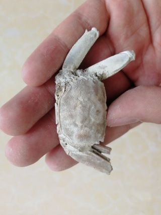 Rare preciou Crab Fossil specimen Madagascar AB50 2