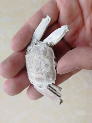 Rare preciou Crab Fossil specimen Madagascar AB50 3