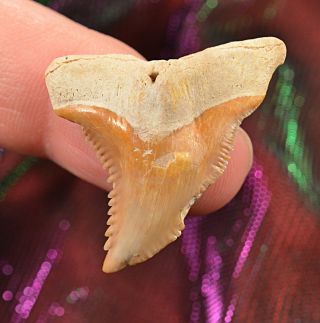 Xxl Bone Valley Florida Hemipristis Shark Tooth Fossil Teeth Megalodon Era