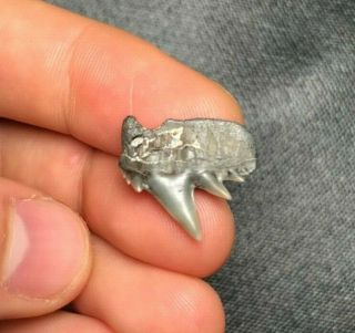 Sharp 0.  74 " Lee Creek Aurora Cow Shark Tooth Teeth Fossil Sharks Megalodon Meg
