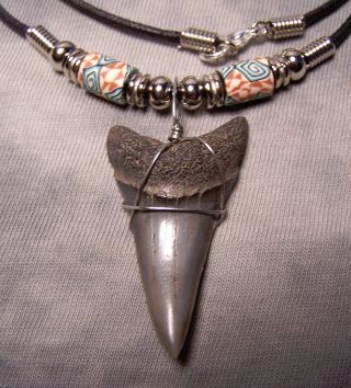 Sweet 1 3/4 " Mako Shark Tooth Teeth Necklace Fossil Jaw Megalodon Fishing Scuba