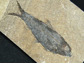 A 50 Million Year Old Knightia Eocaena Fish Fossil From Wyoming 244gr E