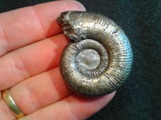French Pyrite Ammonite - - Dumortiera Radians - - 43mm - - Jurassic