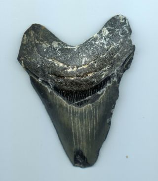 Fossil Shark 