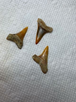 3 Bakersfield Fossil Sharktooth Hill Shark Teeth Isurus Hastalis Miocene