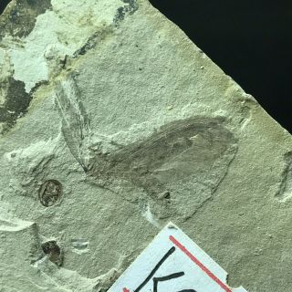 Insect Fossil,  Inner Mongolia - Kc17