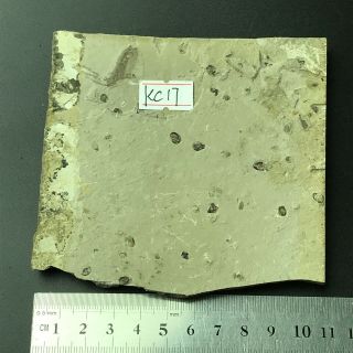 Insect Fossil,  Inner Mongolia - kc17 2