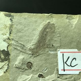 Insect Fossil,  Inner Mongolia - kc17 3