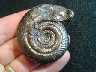 French Pyrite Ammonite - - Hildoceras Bifrons - - 53mm - - Jurassic