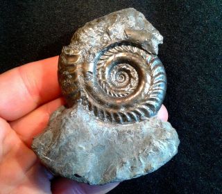 French Pyrite Ammonite - - Hildoceras Quadrata - - 60mm - - Jurassic