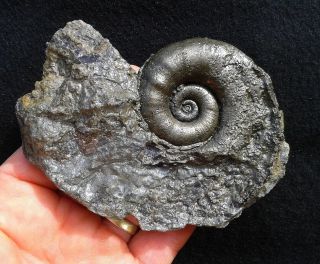 French Pyrite Ammonite - - Lytoceras Cornucopiae - - Jurassic
