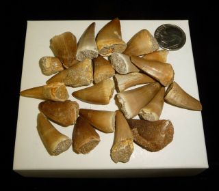 Mosasaur Teeth Fossil Specimens Africa 46 Grams