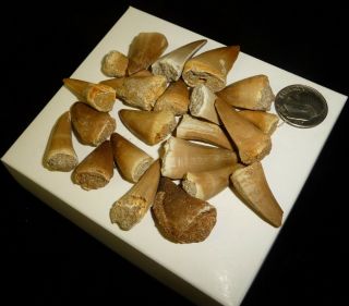 Mosasaur Teeth Fossil Specimens Africa 46 grams 2
