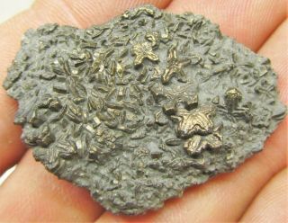 Uncommon Pyrite Crinoid 40mm Fossil Uk Jurassic Pentacrinites Fossilis Charmouth