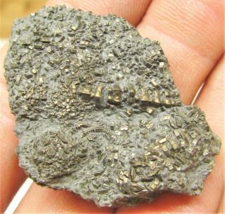 Uncommon pyrite crinoid 40mm fossil UK Jurassic Pentacrinites fossilis Charmouth 2