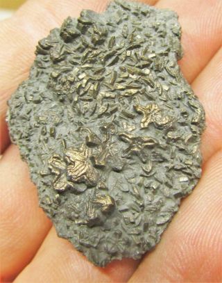Uncommon pyrite crinoid 40mm fossil UK Jurassic Pentacrinites fossilis Charmouth 3