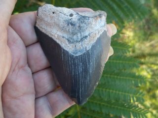 Megalodon Shark Tooth From Bone Valley Florida