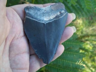 MEGALODON SHARK TOOTH from BONE VALLEY FLORIDA 2